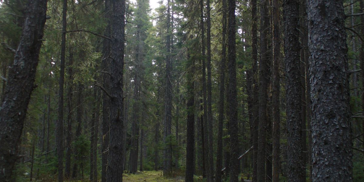 WISHART FOREST PLANNED OPERATIONS OVERVIEW OPEN HOUSE